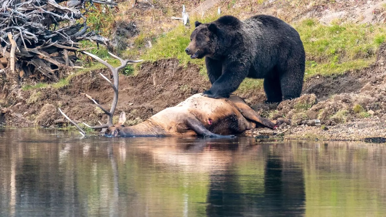 SCIF Awarded Grant For Grizzly Bear Conflict Mitigation Kristy Titus